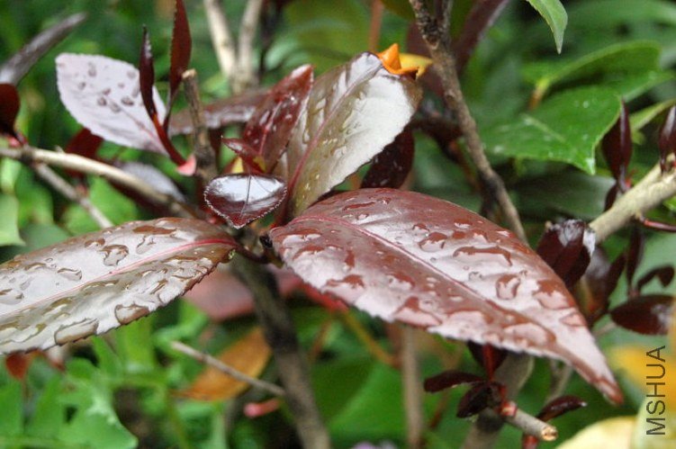 DSC_01050105.JPG