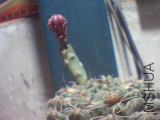 ͼƬ 004.jpg