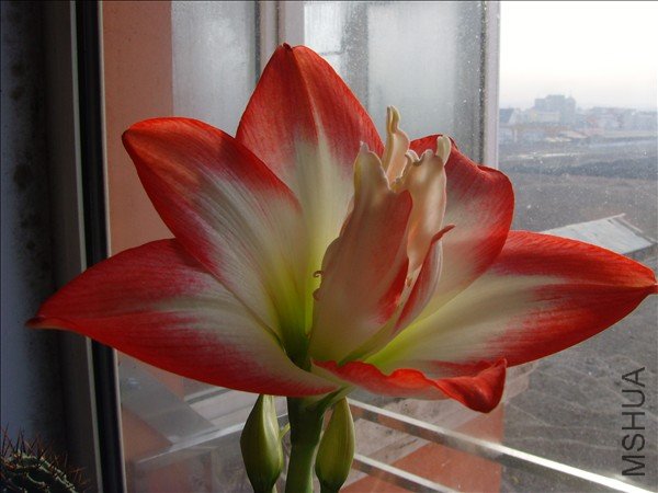 SNV31028.JPG