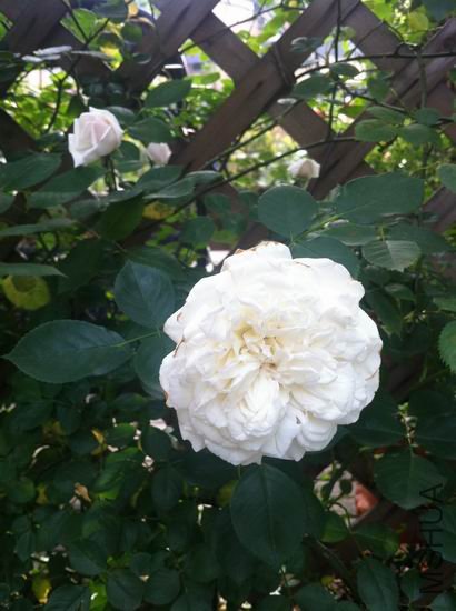 ������С ����������.jpg