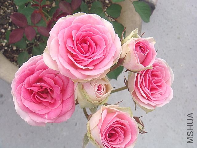 DSC02889.JPG