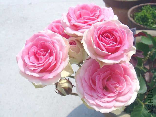 DSC02928.JPG