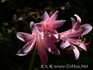 102013NL-0_lit[1].jpg