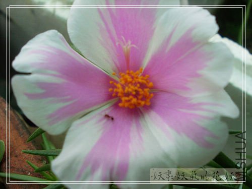 SL383869.jpg