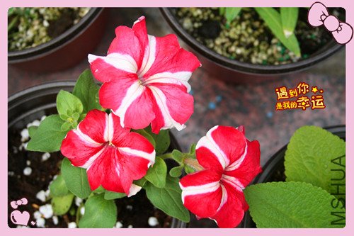 ��Ƭ 020_����ţ���ź���.jpg