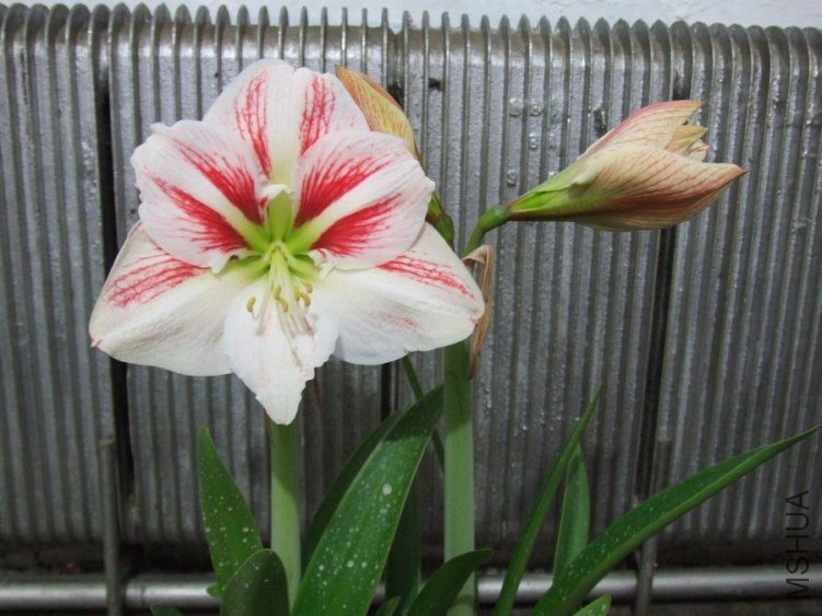 DSCF2422.jpg
