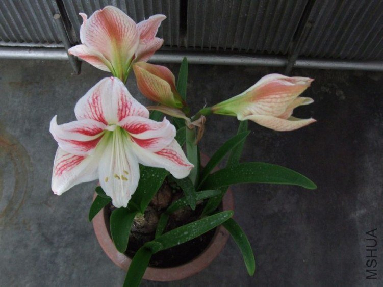 DSCF2423.jpg