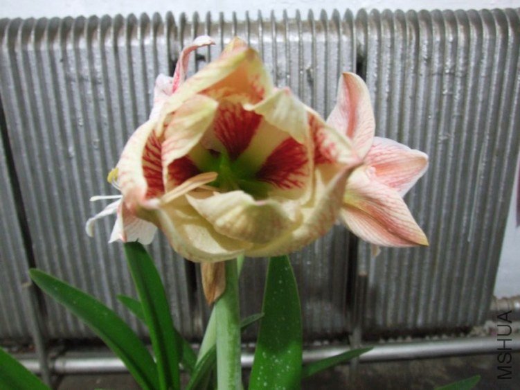 DSCF2426.jpg