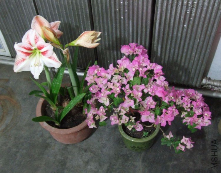 DSCF2434.jpg