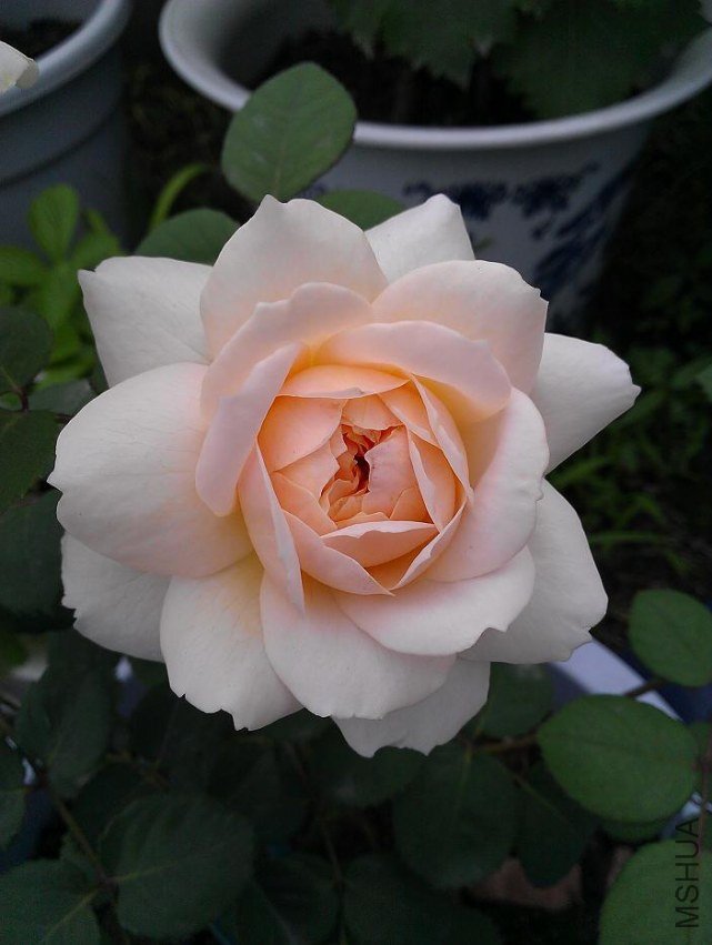 ����Ŧ��