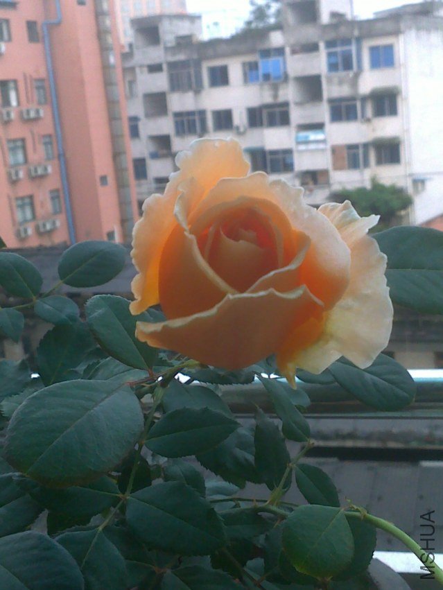 20120526664.jpg