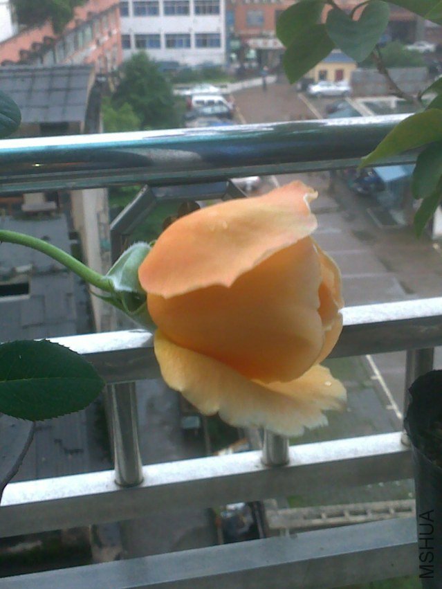 20120526665.jpg