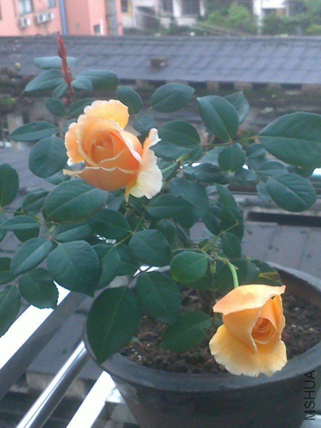 20120526666.jpg