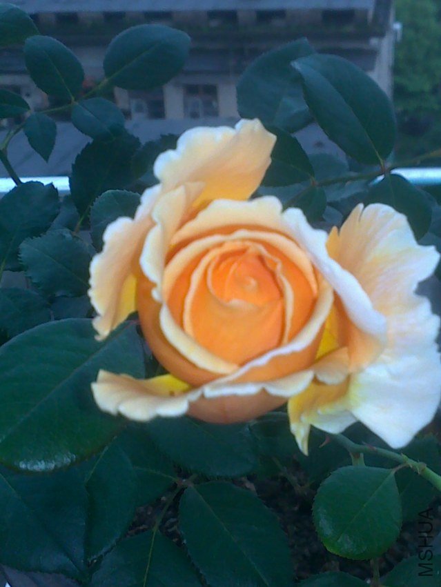 20120526667.jpg