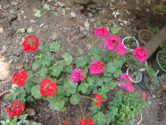 DSC00158.JPG