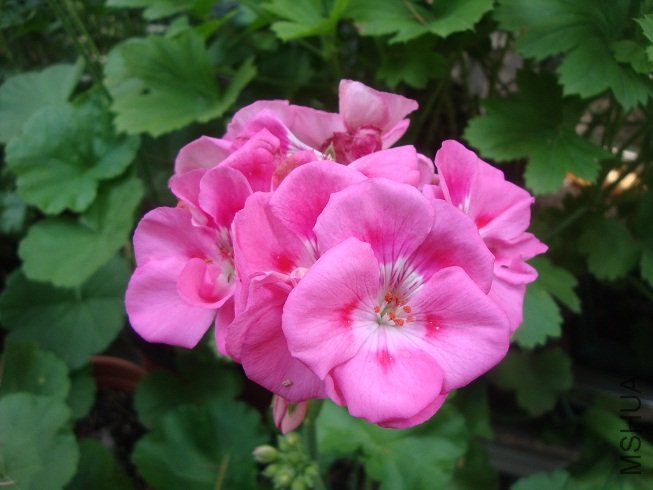 DSC00171.JPG