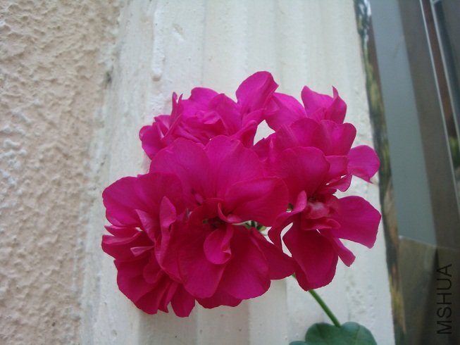 DSC00183.JPG
