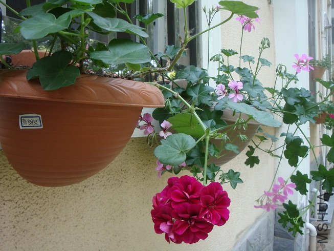 DSC00184.JPG