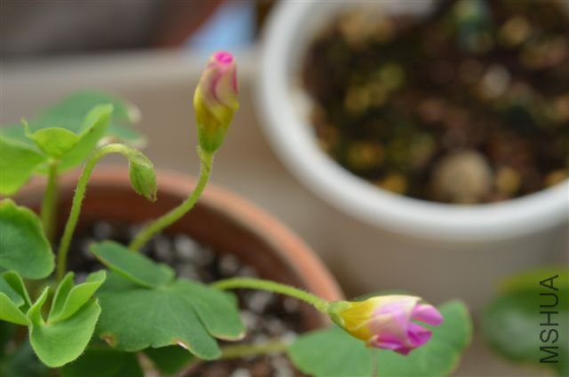 20120527 009.jpg