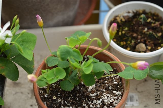 20120527 010.jpg