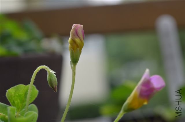 20120527 017.jpg