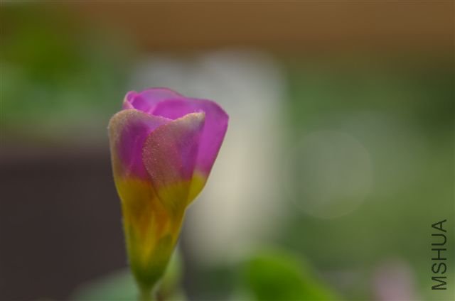 20120527 036.jpg