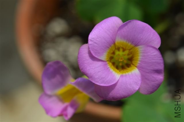 20120527 051.jpg