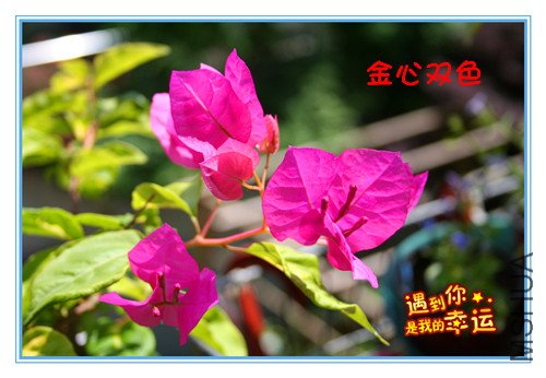 ��Ƭ 056_��������÷������˫ɫ1.jpg