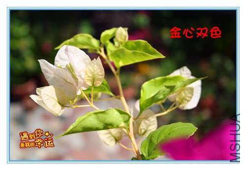 ��Ƭ 057_��������÷������˫ɫ2.jpg