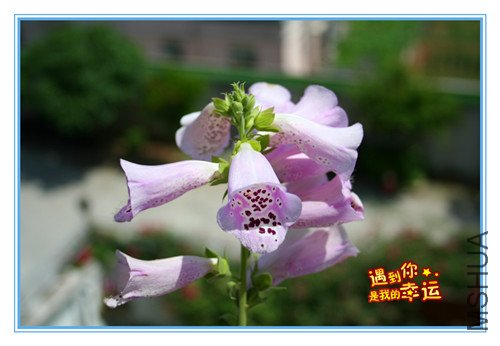 ��Ƭ 086_��ë1.jpg