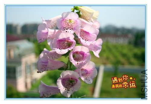 ��Ƭ 088_��ë2.jpg