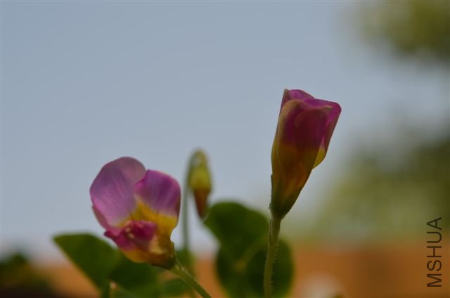 20120527 911.jpg
