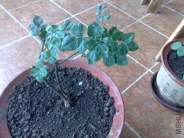 20120527624.jpg