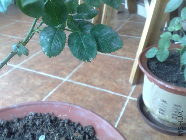20120527626.jpg