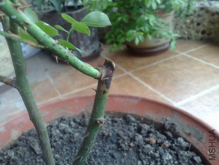 20120527627.jpg
