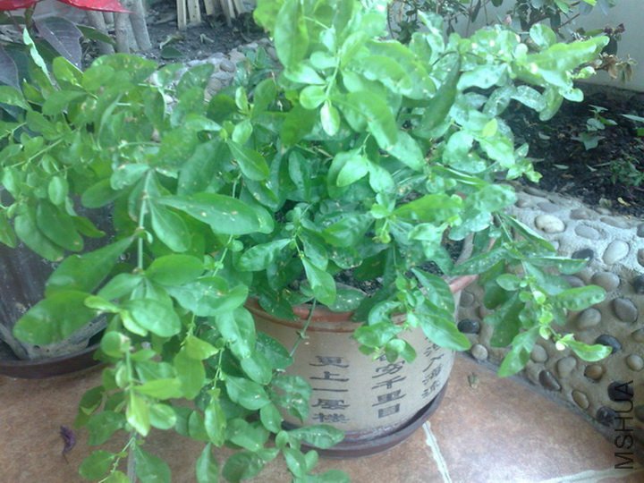 20120527629.jpg