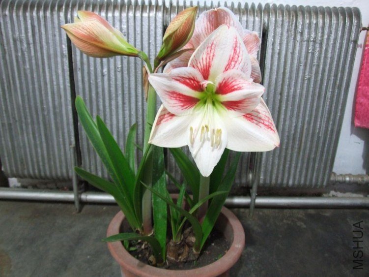 DSCF2425.jpg