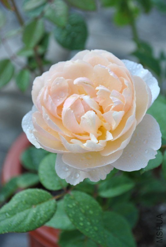 DSC_0109-2012-5-24.JPG