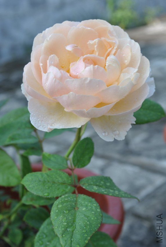 DSC_0113-2012-5-24.JPG