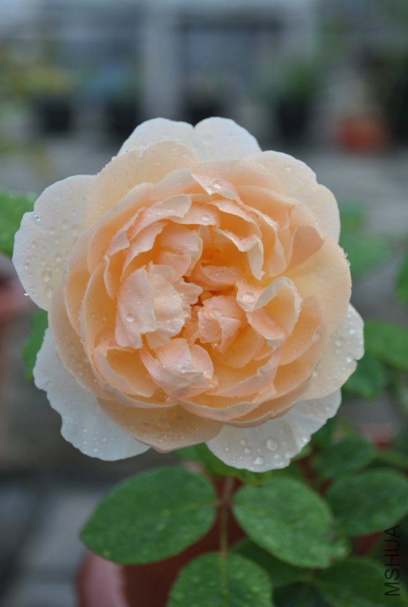 DSC_0147-2012-5-25.JPG