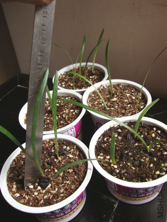 2012��5��27�� Ҷ�ӳ���11���ָ�.jpg