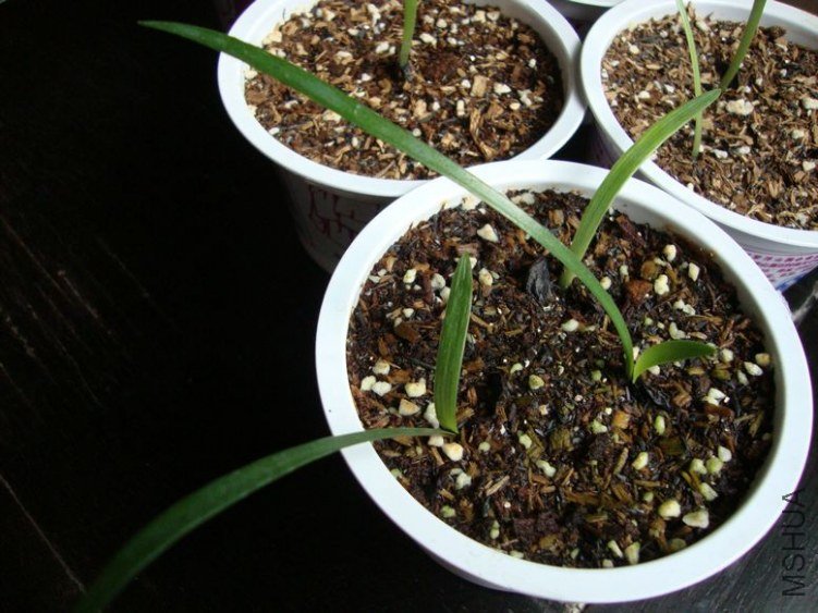 2012��5��27�� �������ѳ��ڶ�ƬҶ��.jpg