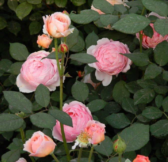 �������ֵ�