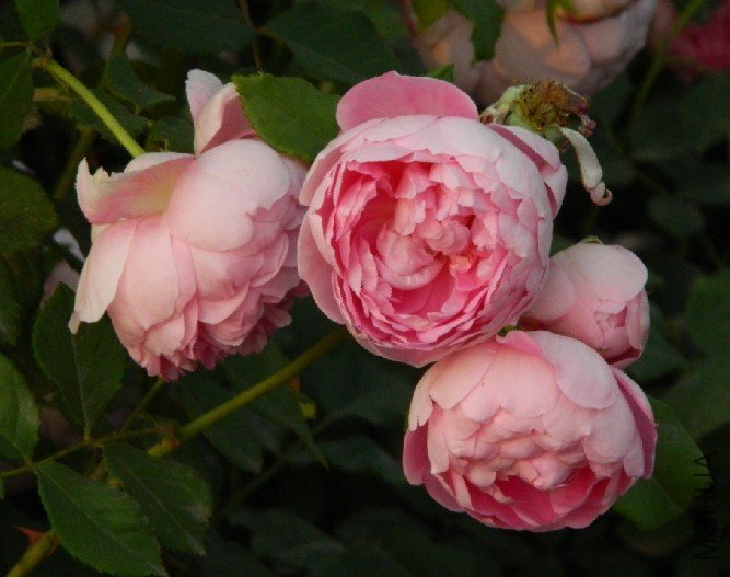 �ƶ�����