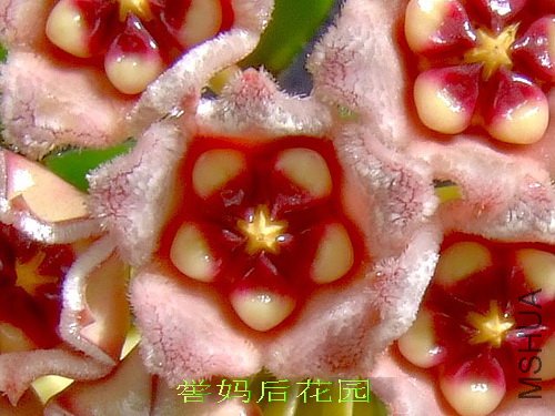 Hoya meliflua ssp.Fraterna�������� 3.jpg