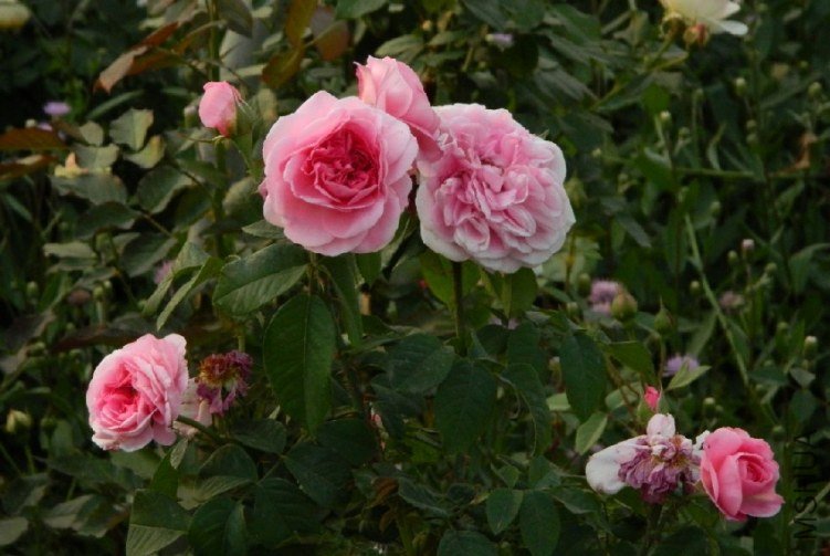 ��³�صĻ���