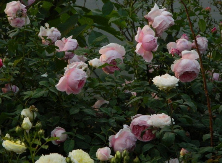 ���ɾ���