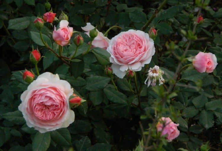 ����Ī��˹