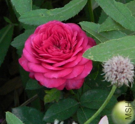 ���ٿ���ķ