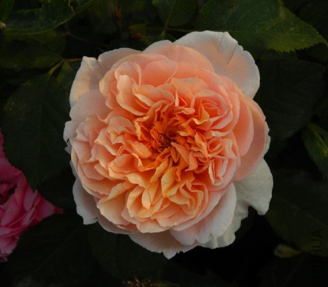 ΰ������